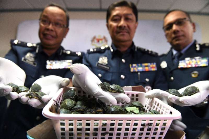 Malaysian airport officials found 5,255 terrapins packed into  two suitcases