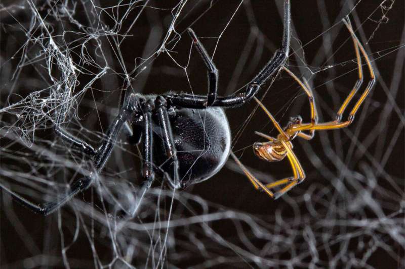 Male black widow spiders piggyback on the work of their rivals to find female mates faster