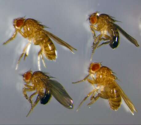 Malnourished fruit flies preserve genital size to ensure reproductive success