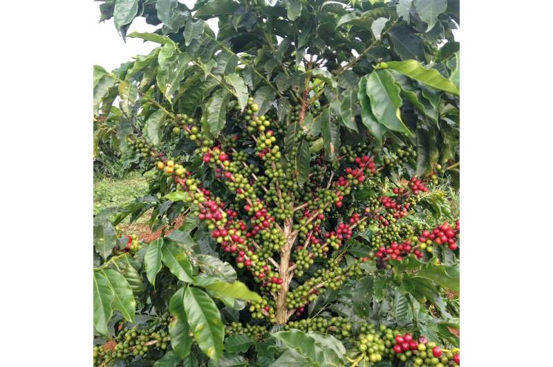 Managing the ups and downs of coffee production