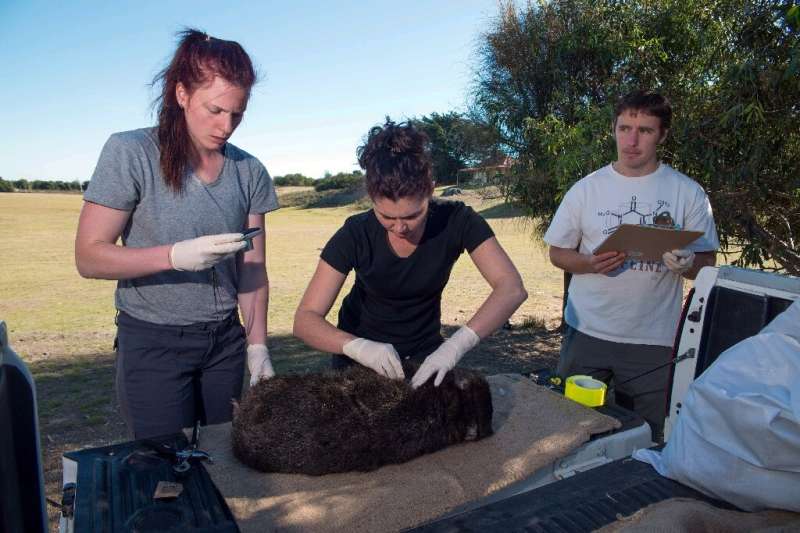 Mange has wiped out more than 90 percent of bare-nosed wombats in a single national park in Tasmania