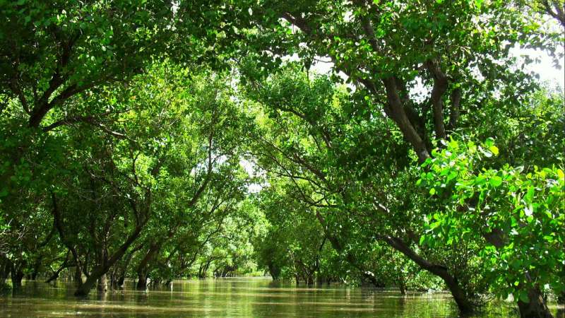 Mangrove patches deserve greater recognition no matter the size