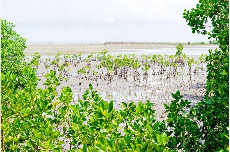 Mangroves on the run find a more northern home