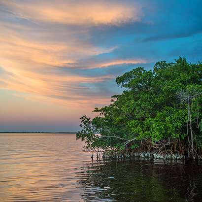 Mangroves reduce flood damages during hurricanes, saving billions of dollars in property losses