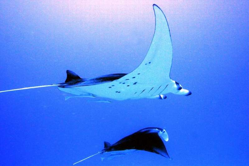 Manta rays are considered one of the most intelligent underwater creatures and are common off parts of the west coast of Austral