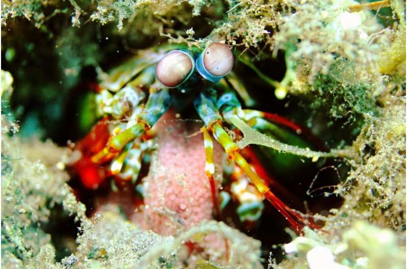 Mantis shrimp vs. disco clams: Colorful sea creatures do more than dazzle