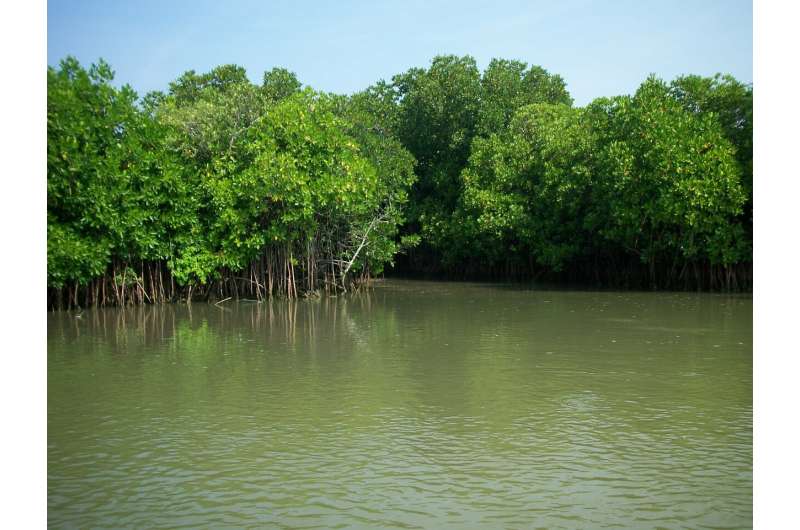 Mapping the world's 'blue carbon' hot spots in coastal mangrove forests