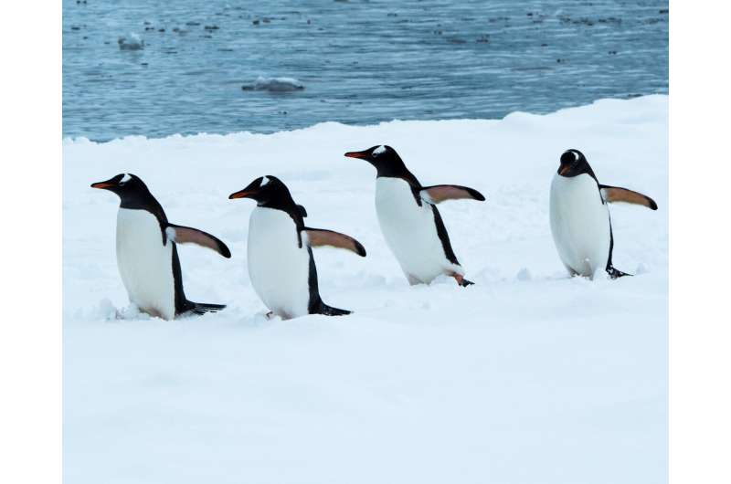 March of the multiple penguin genomes
