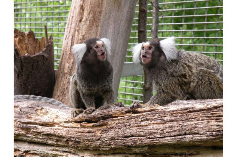 Marmoset monkeys can learn a new dialect
