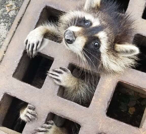 Massachusetts firefighters had to sedate the raccoon in order to free it