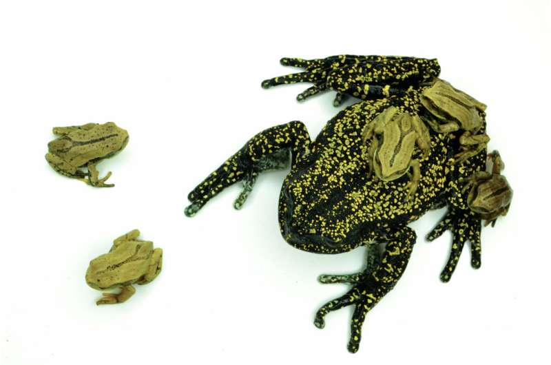 Mass amphibian extinctions globally caused by fungal disease