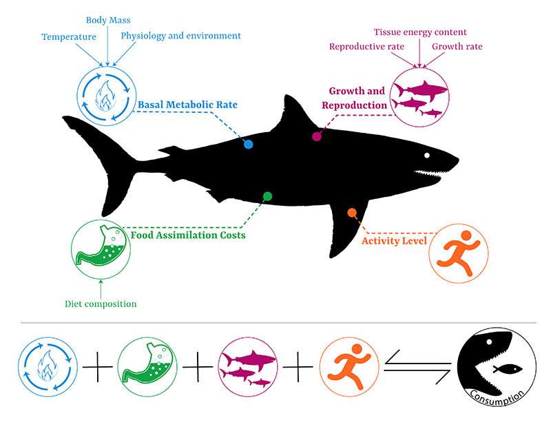 Mastering metabolism for shark and ray survival