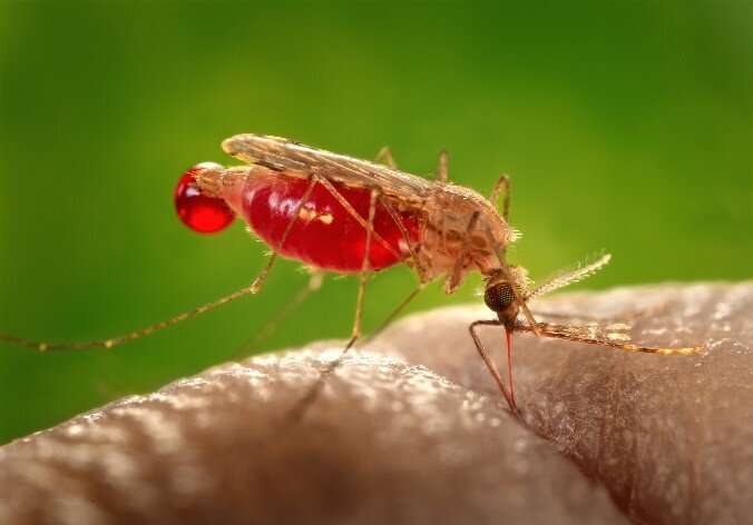 Mated female mosquitoes are more likely to transmit malaria parasites