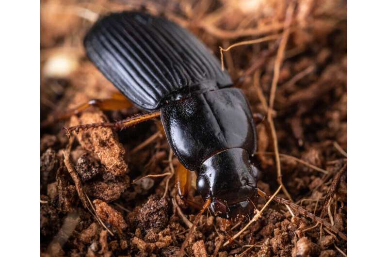 Material that shields beetle from being burned by its own weapons, holds promise