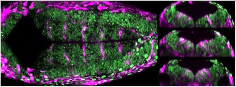 Mechanical forces control cell fate during brain formation