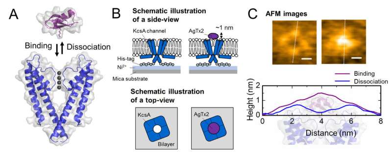 Mechanism of scorpion toxin inhibition of K+ channel elucidated using high-speed AFM