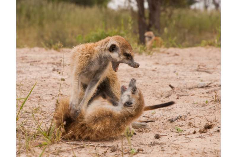 Meerkat mobs do 'war dance' to protect territory