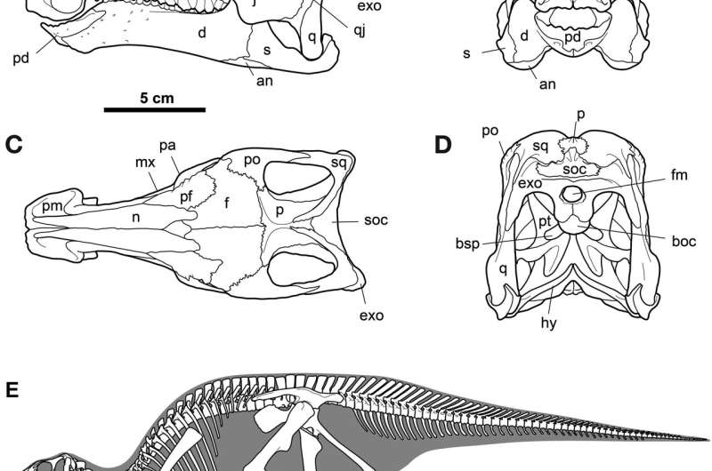 Meet Gobihadros, a new species of Mongolian hadrosaur