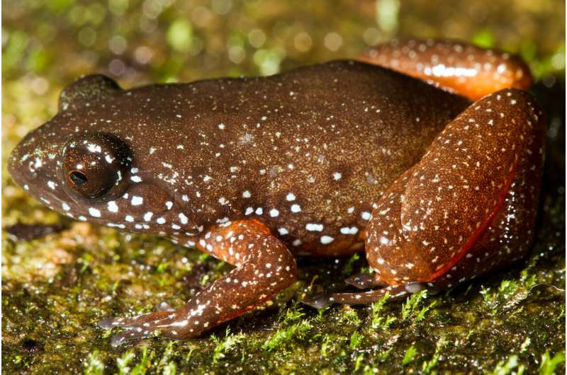 Meet India's starry dwarf frog, lone member of newly discovered ancient lineage