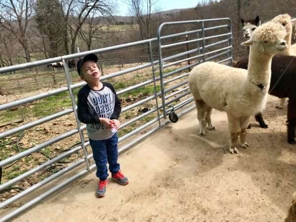 Meet the alpacas that could cure autism, Alzheimer’s and cancer