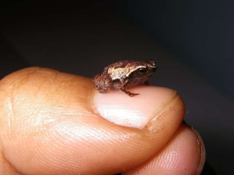 Meet the mini frogs of Madagascar—the new species we've discovered