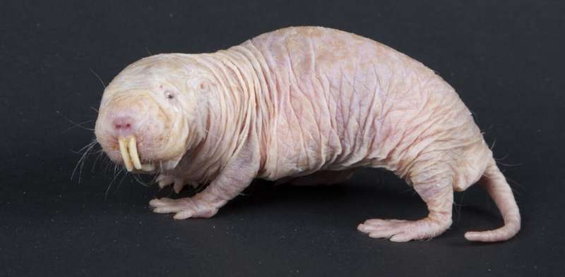 Meet the naked mole-rat: impervious to pain and cancer, and lives ten times longer than it should