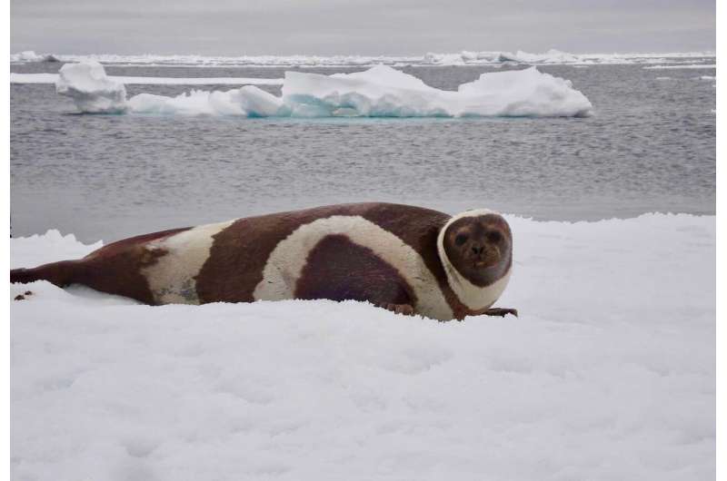 Melting arctic sea ice linked to emergence of deadly virus in marine mammals
