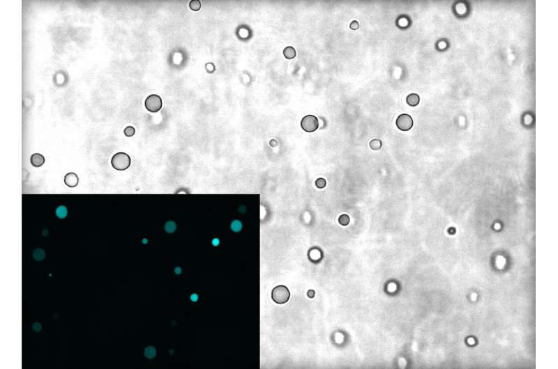 Membraneless protocells could provide clues to formation of early life