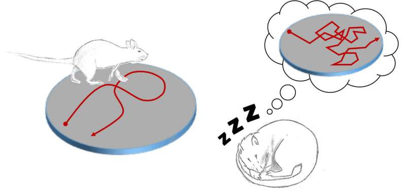 Memories of movement are replayed randomly during sleep