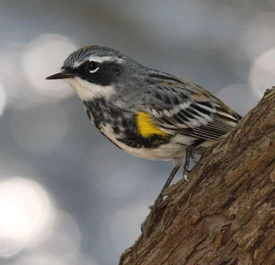 Mercury exposure found to alter the migration behavior of birds