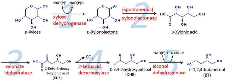 Metabolic engineering method succeeds in producing 1,2,4-butanetriol sustainably from biomass