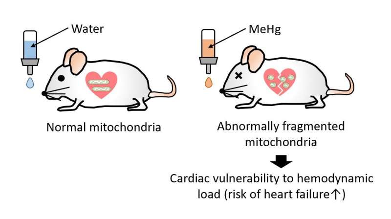 Methylmercury precipitates heart failure by increasing Drp1-mediated mitochondrial fission