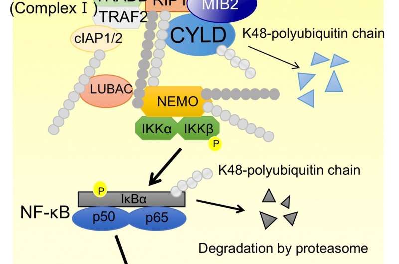 MIB2 enhances inflammation by degradation of CYLD