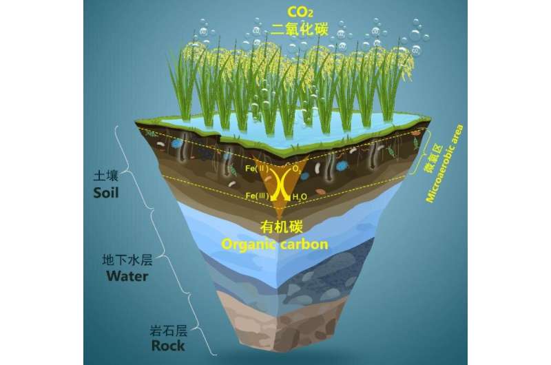 Microaerobic Fe(II) oxidation could drive microbial carbon assimilation in paddy soil