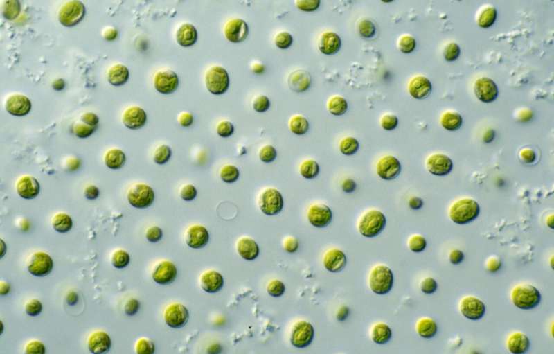 Microalgae as natural detector of environmental safety