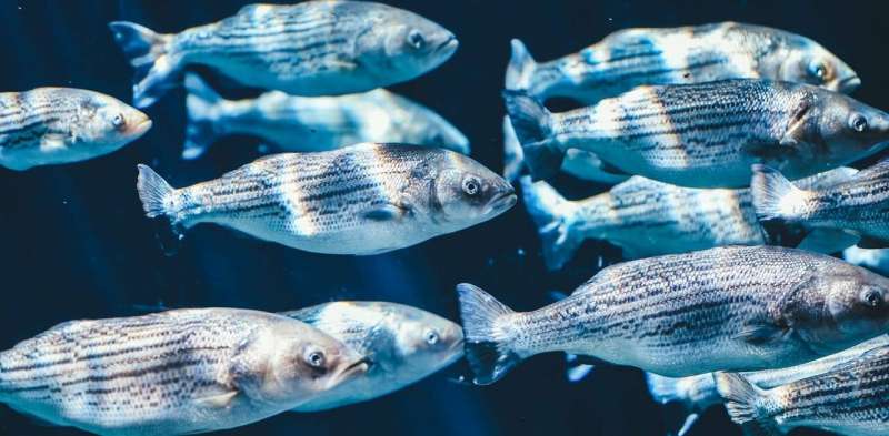 Microbes that live in fishes' slimy mucus coating could lead chemists to new antibiotic drugs