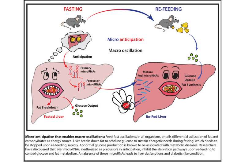 Micro-control of liver metabolism