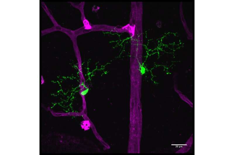 小胶质细胞是中枢神经系统的免疫细胞，可调节神经炎症