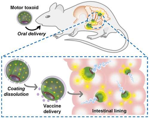 Micromotors deliver oral vaccines