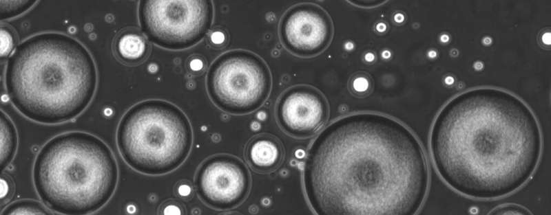 Microscopic biological motors using magnetotactic bacteria