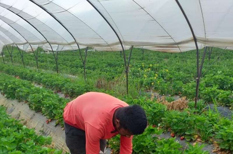 Migrant strawberry pickers in Greece face deadly conditions