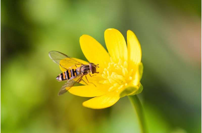 Migratory hoverflies 'key' as many insects decline