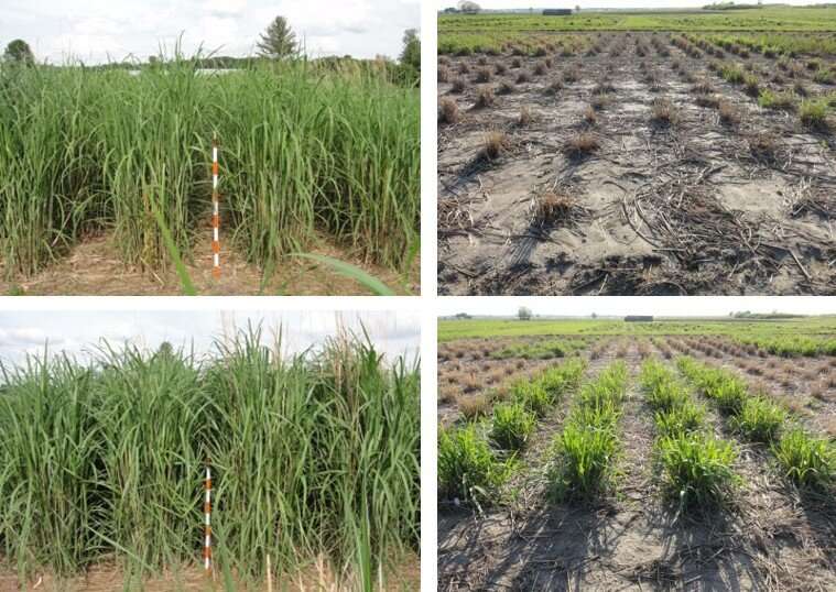 Miscanthus with improved winter-hardiness could benefit northern growers