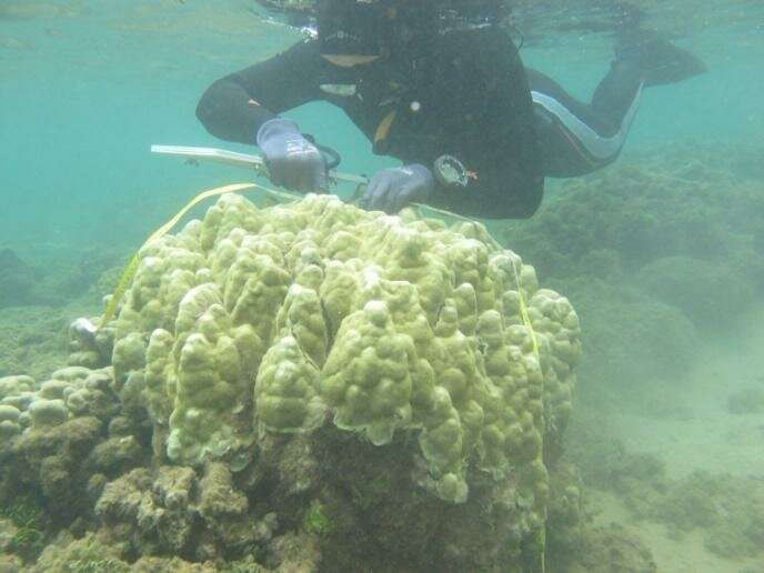 Mānoa: Are Hawaiian corals adjusting to warmer temperatures?