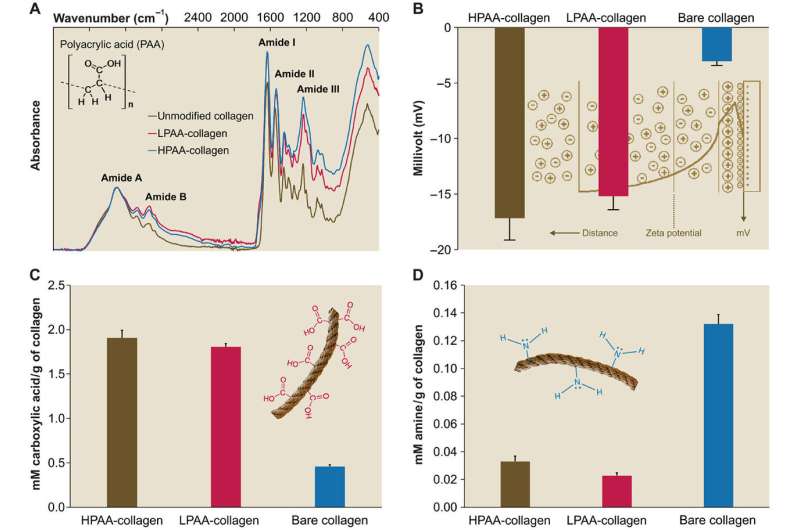 Modeling biomimetic collagen-ligand interactions to understand intrafibrillar mineralization