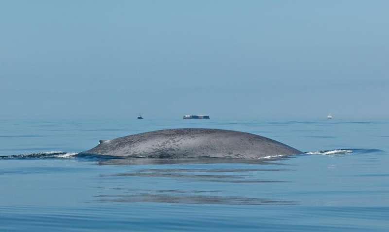 Modeling predicts blue whales' foraging behavior, aiding population management efforts