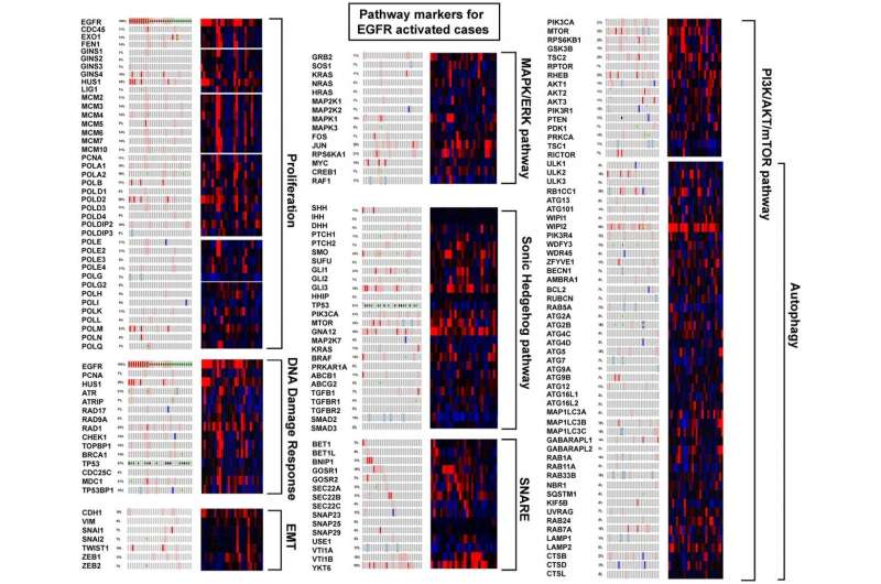 Modulation of proliferation factors in lung adenocarcinoma with an analysis of the transcriptional consequences of genomic EGFR 