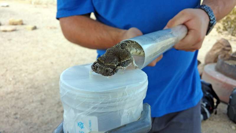 Mojave rattlesnakes' life-threatening venom is more widespread than expected