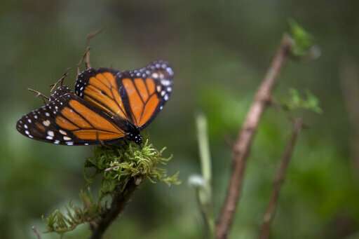 Monarch population up 144 pct at Mexico wintering grounds