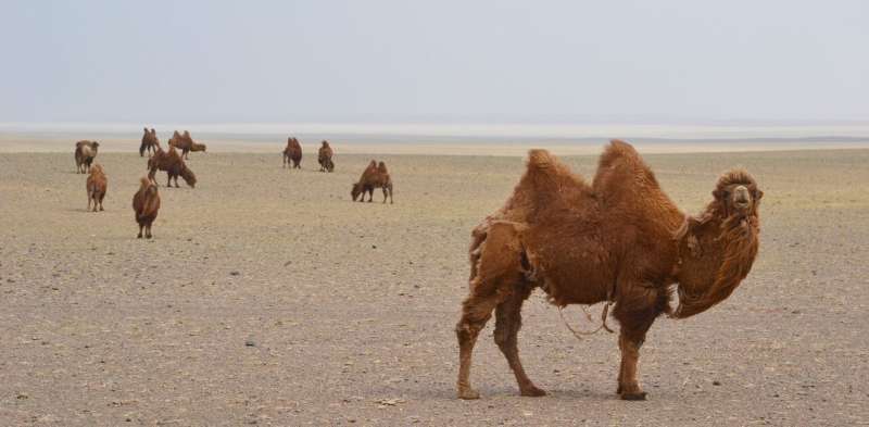 Mongolian mining boom threatens traditional herding